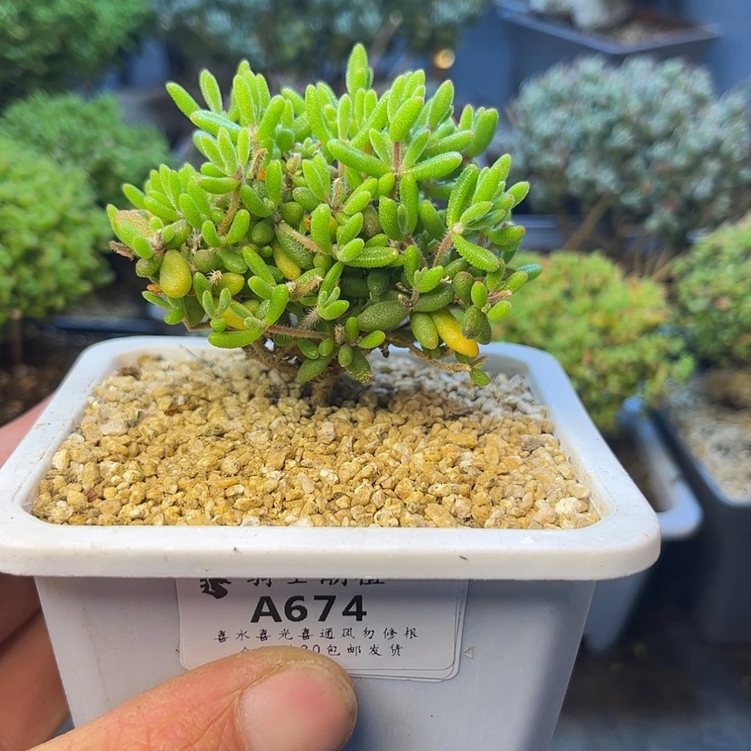 雾***隐674实生红宝石枝干番杏