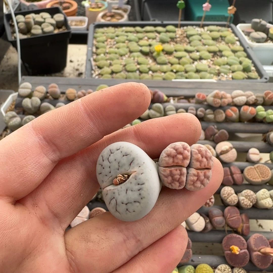 i***a11.12号爱萌多肉清货福利8304