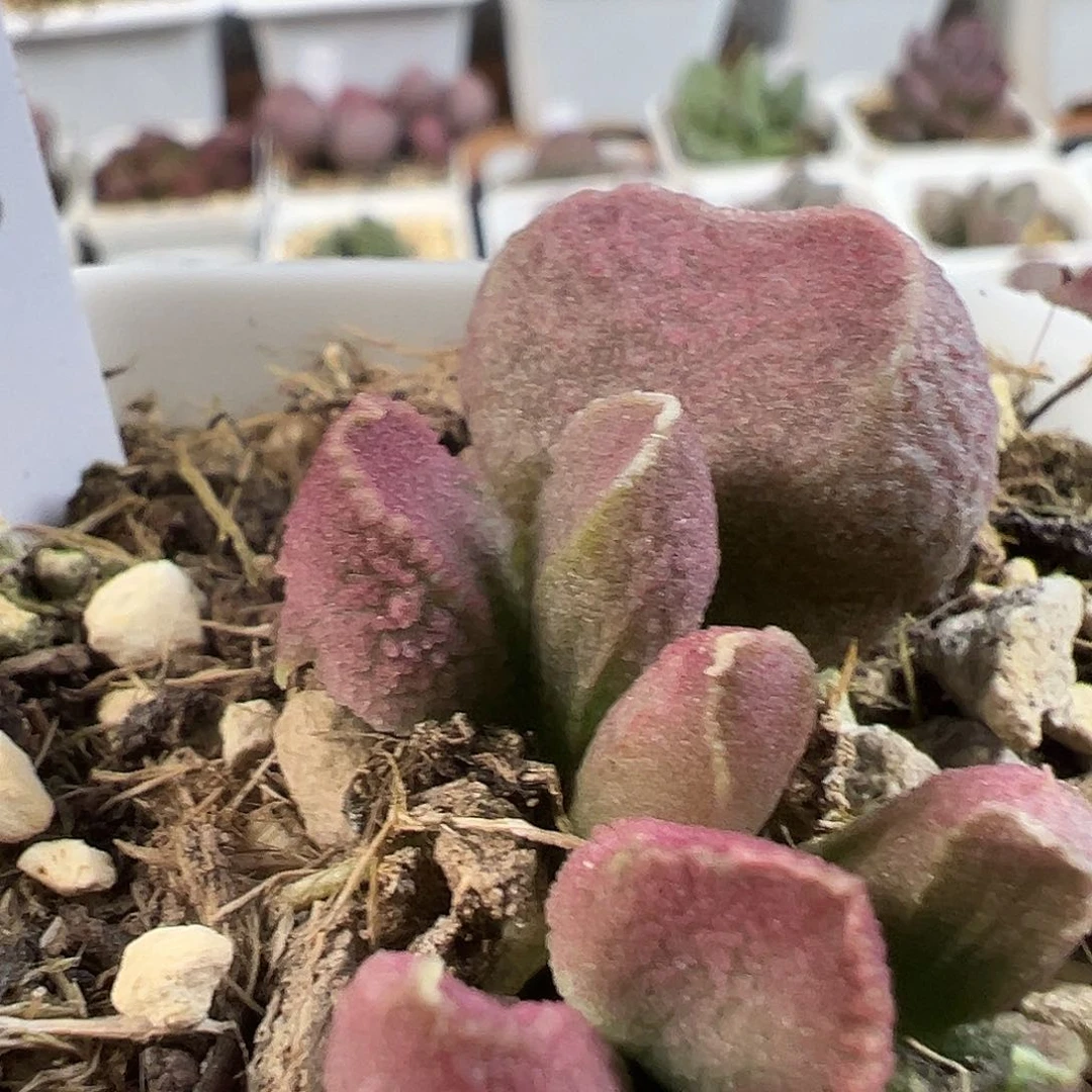 茶 粉色实生新品多肉植物