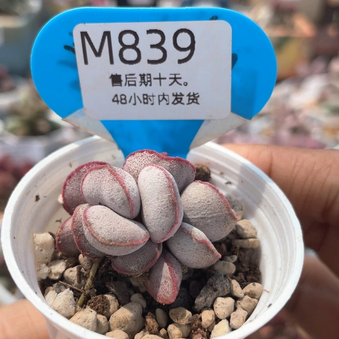 爱莎公主。   839。