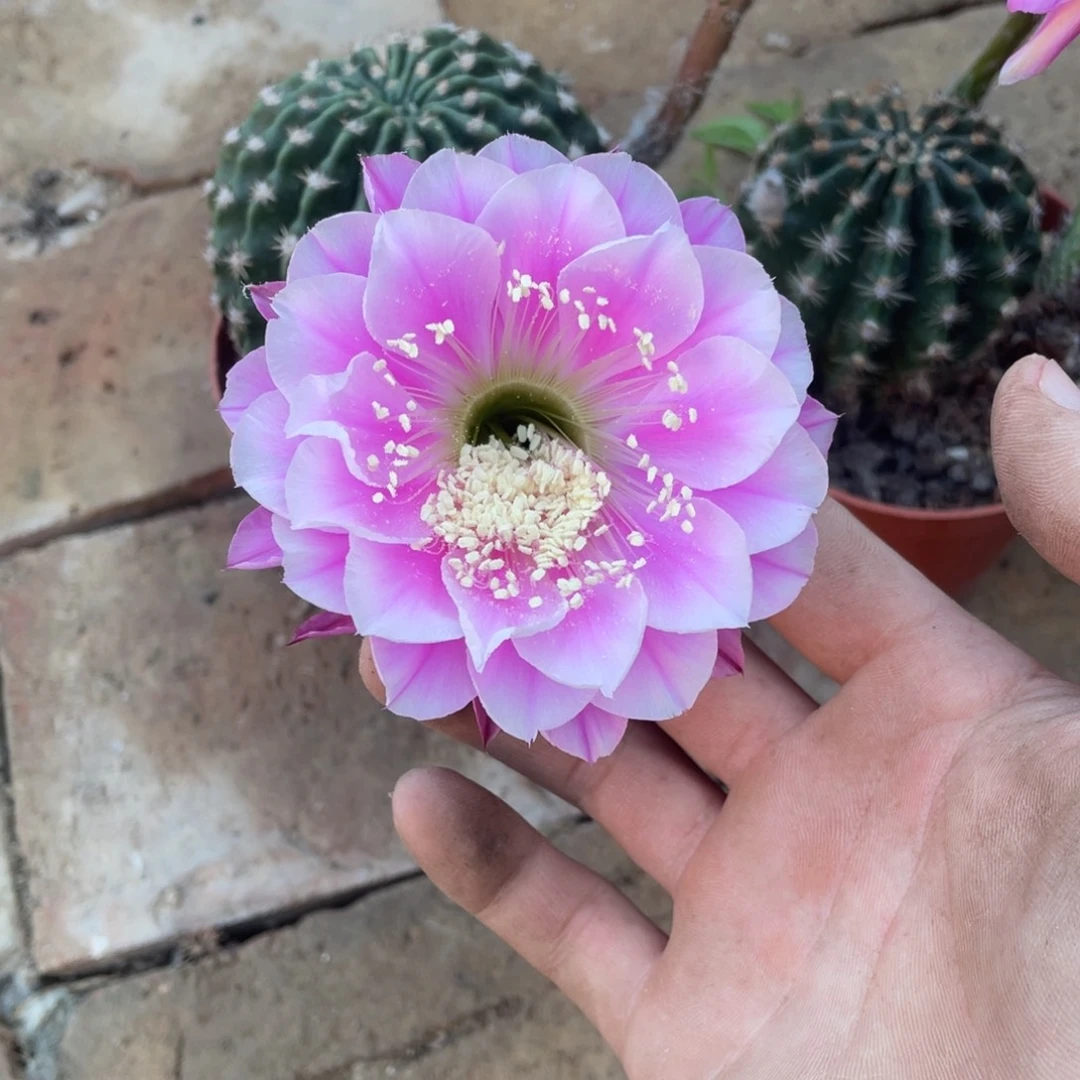 我***豆105 号实生彩草，球小瑕疵一物一拍，脱土摘花发货，满20包邮