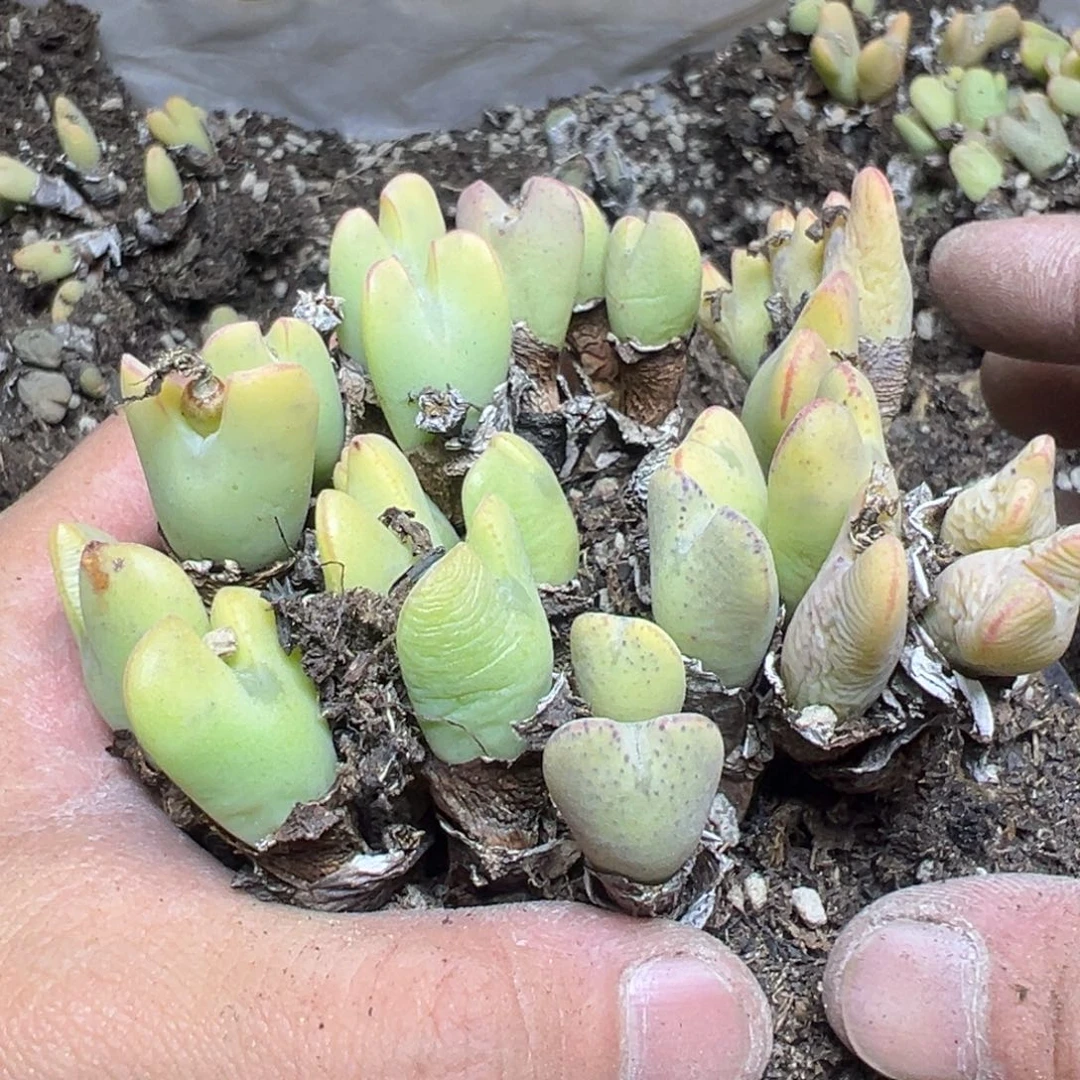 【闪购商品】094。