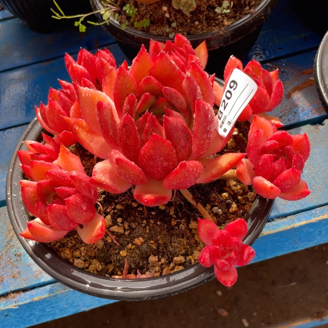 无花朵若茹东云单拍B209