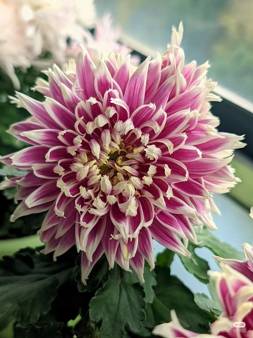 九月丝线大菊（天门锦莲）原盆原土发货