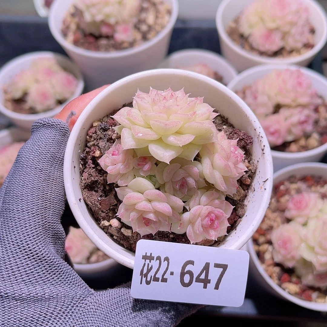 花22-647白天鹅群