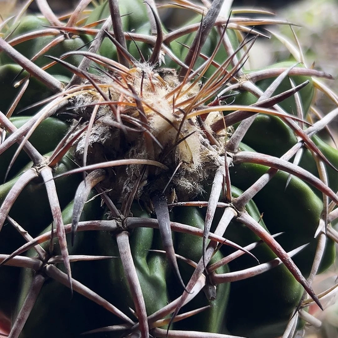 圆盘仙人球66666666