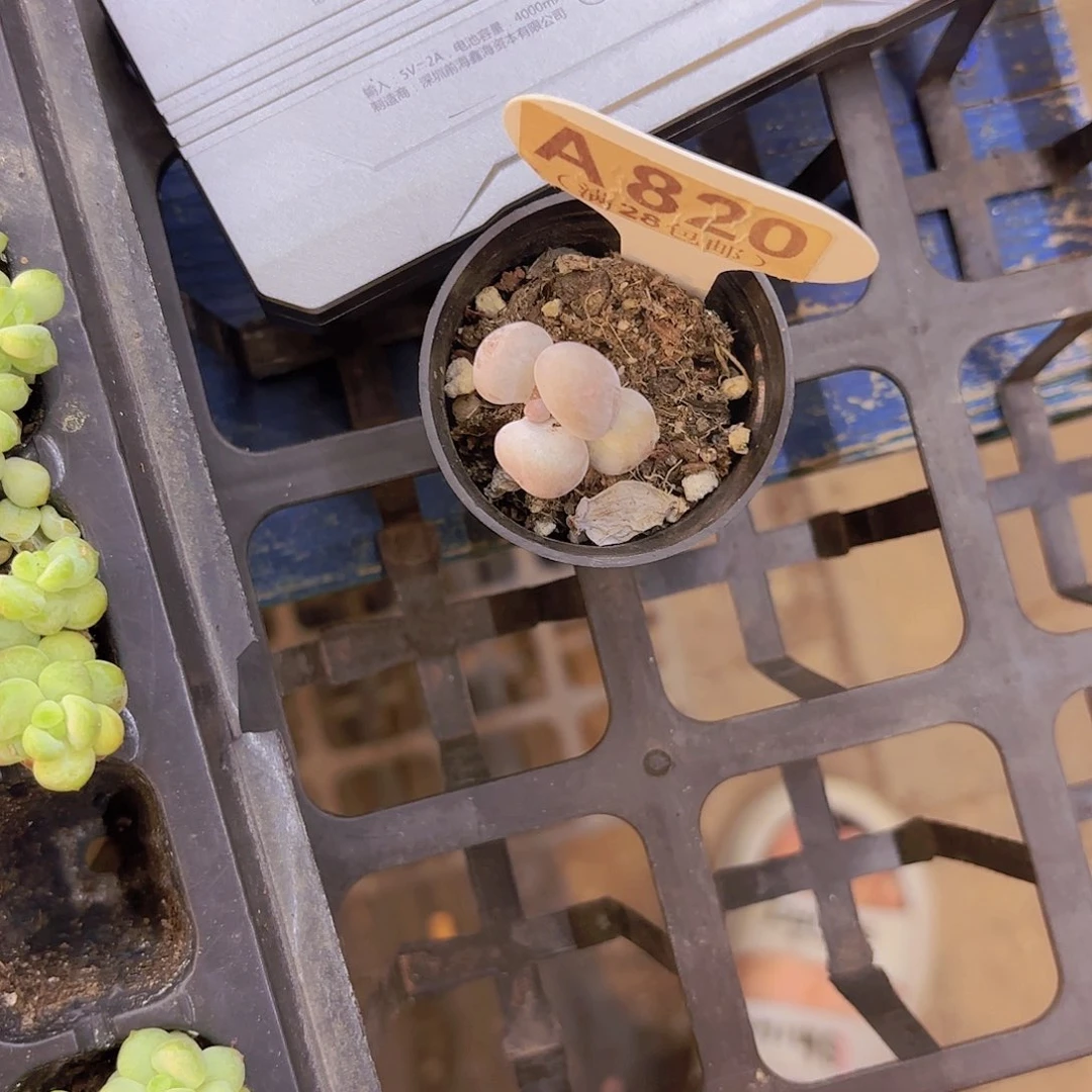 松***果A820蛋黄奶一物一拍