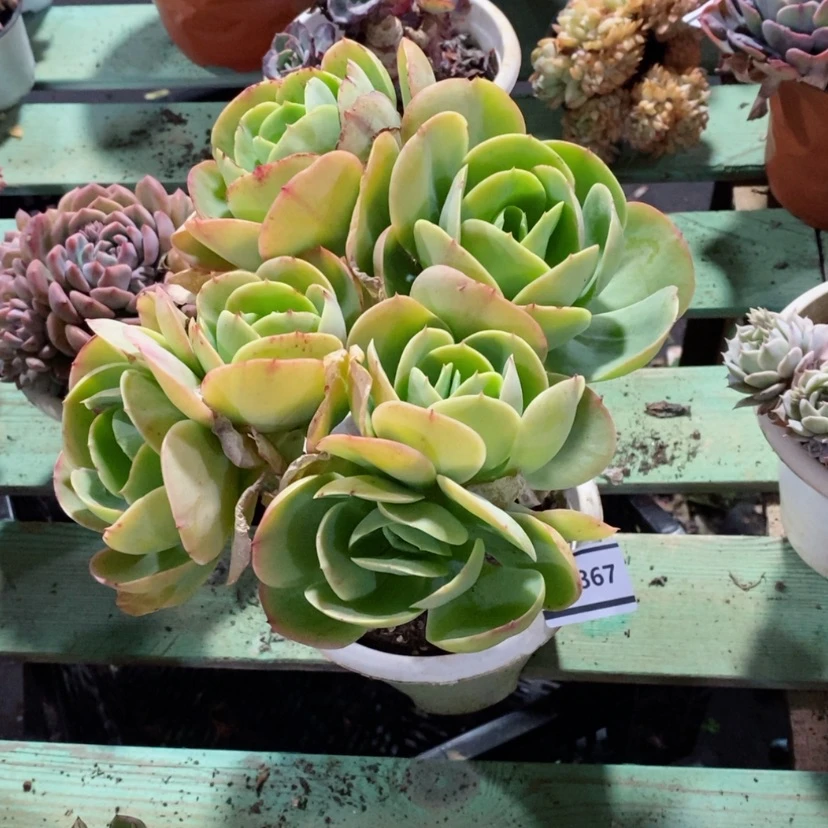 【闪购商品】琳*L碧桃0867