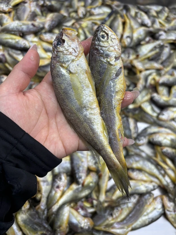 黄花鱼 (破肚子刮腮小) 4斤 纯野生 顺丰包邮