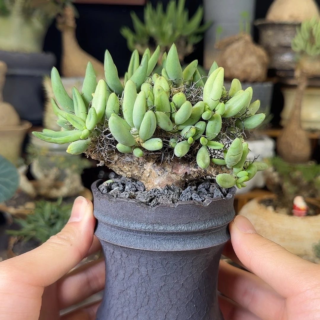 一物一拍万物想奇峰锦580