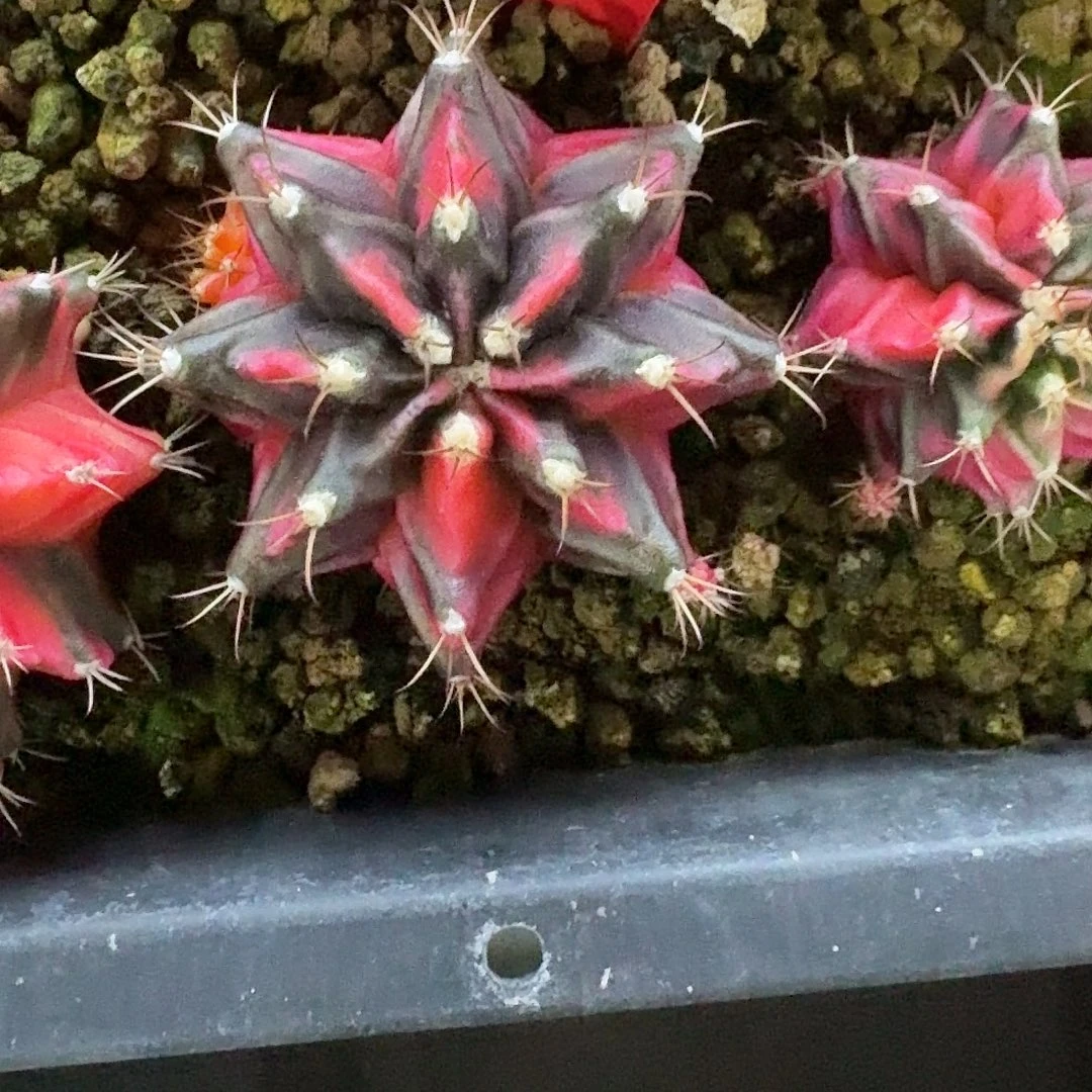 L533-1126广东发货