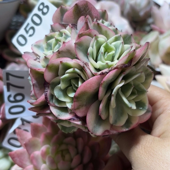 奶油黄桃盖多肉植物18包邮当场凑单