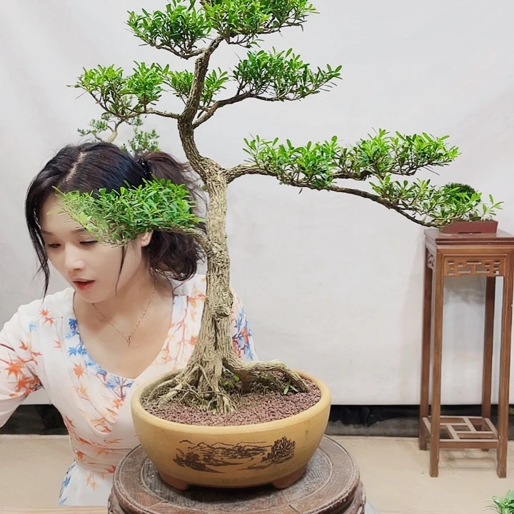 无花朵信*游皱皮雀舌黄杨盆景