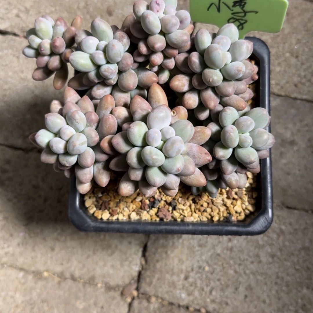 ****李1111111111111111111111