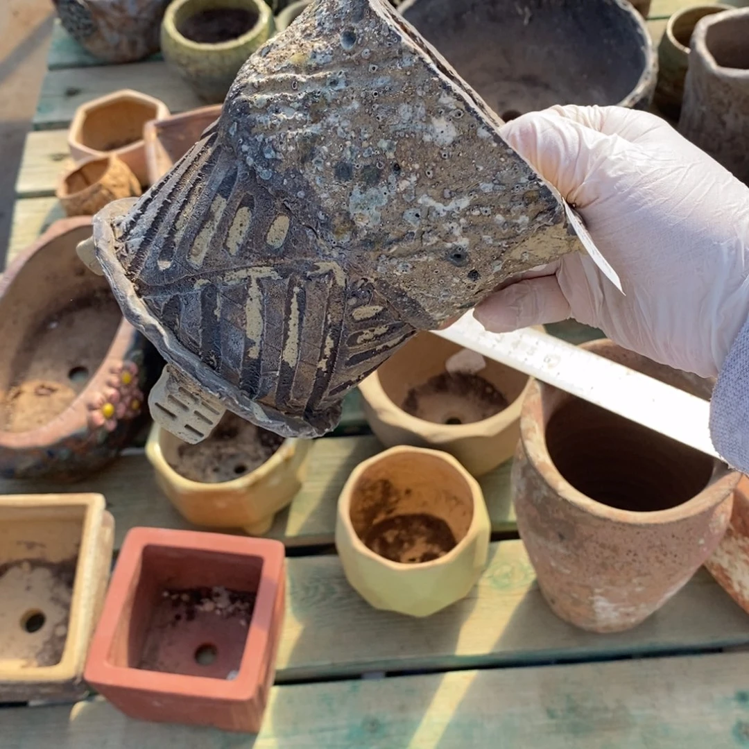 红陶浪*1号多肉盆一个呀