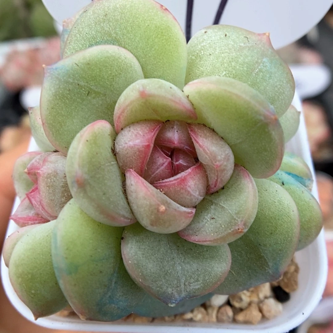 香雪海群生可拍971号。