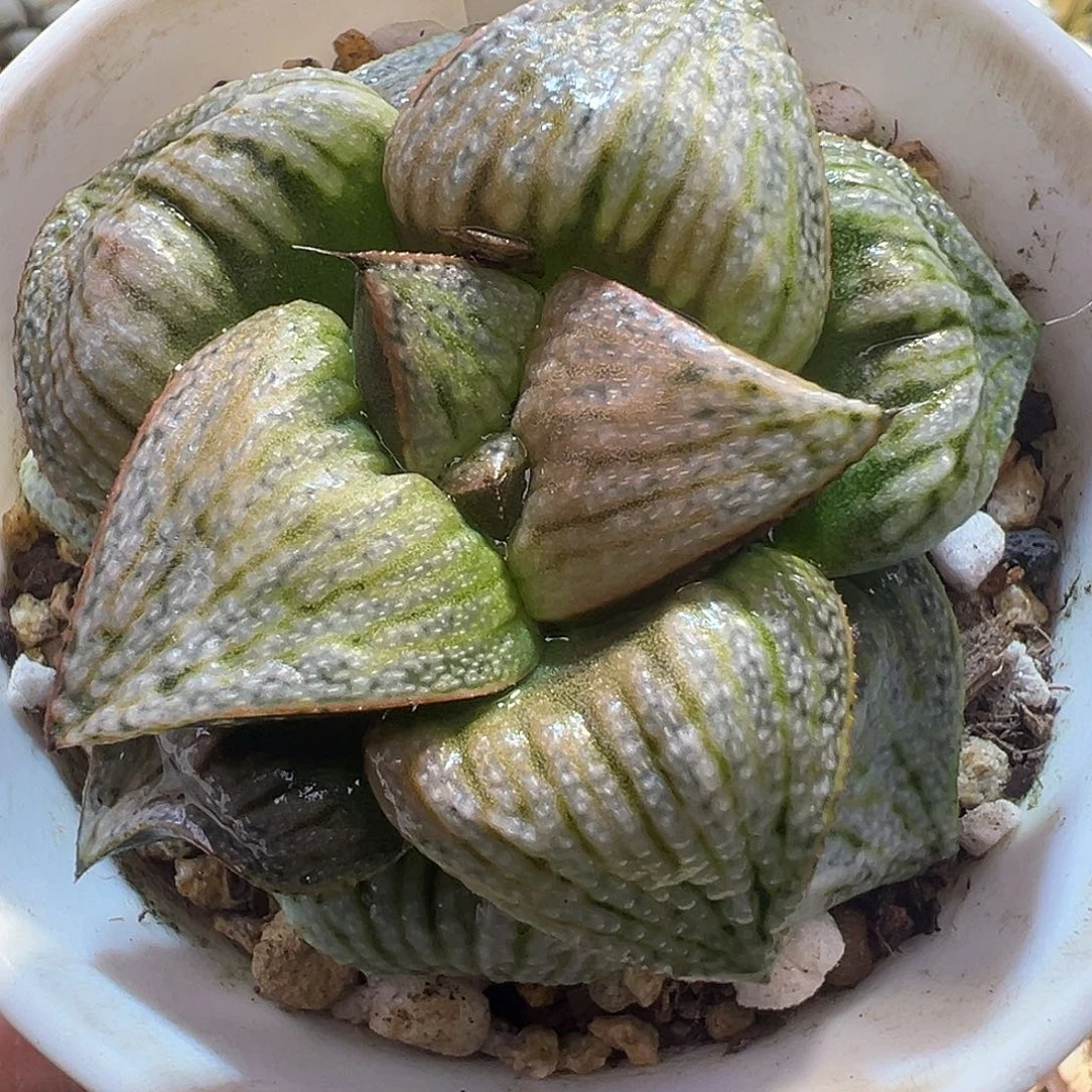 46号泰姬陵特选福利