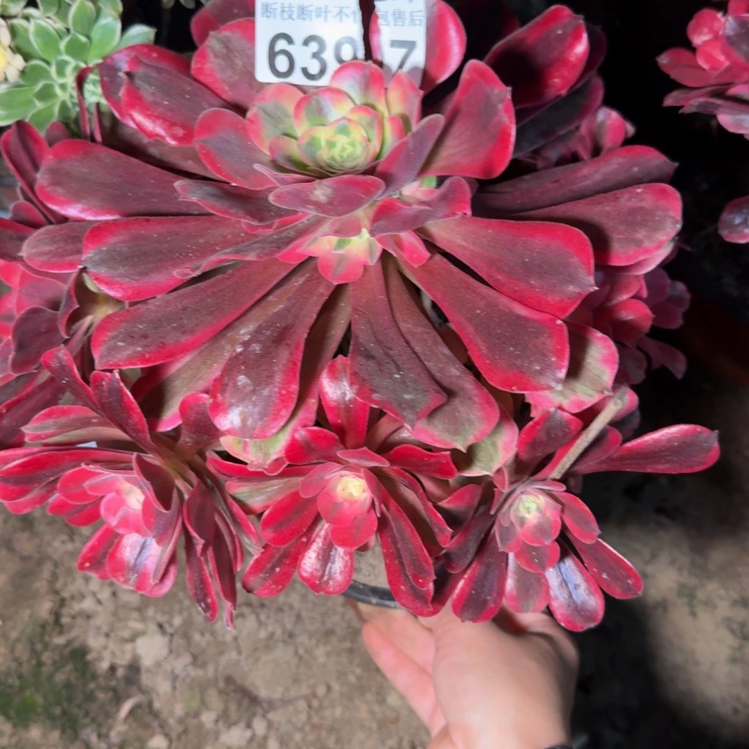 6397桃夭多肉植物