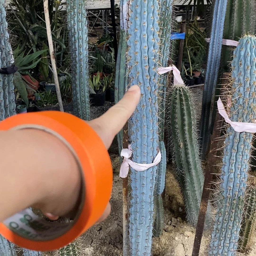 九***莉佛塔柱一颗。