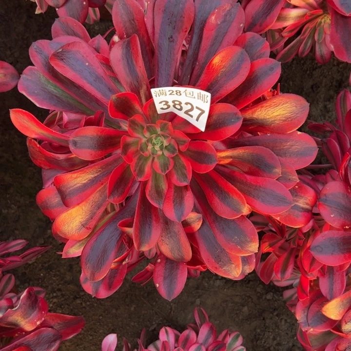 3827南美杜莎多肉植物