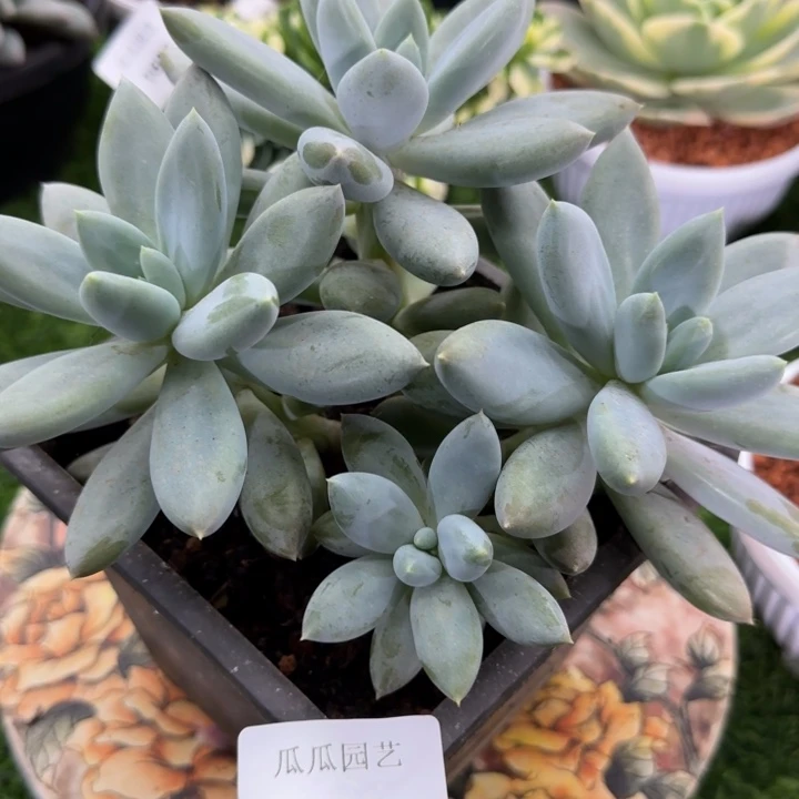 胖体哥特萝莉多肉植物