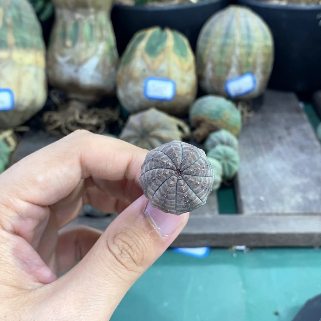 欧系实生布纹球多肉植物