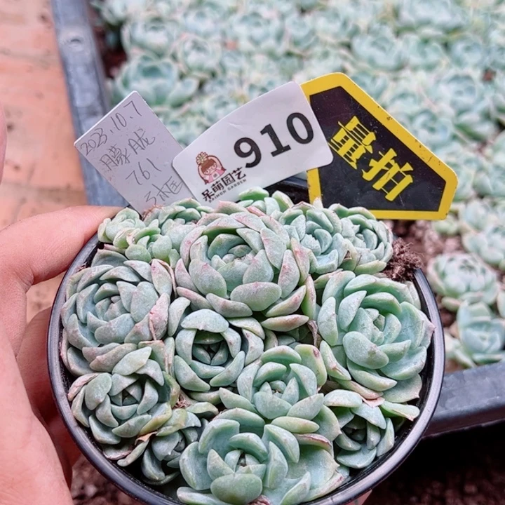 多肉植物多肉植物