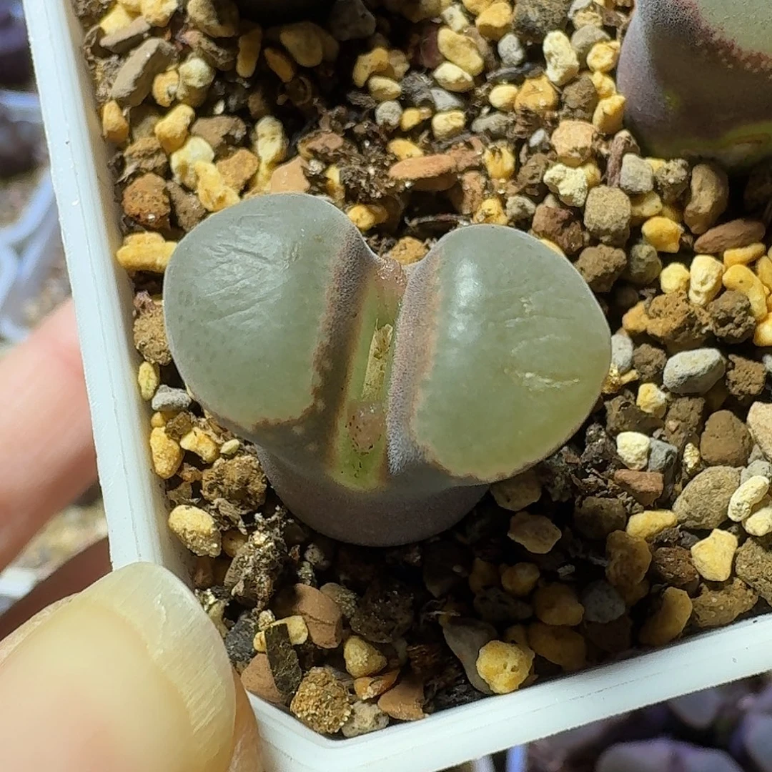 48号单头风铃一物一拍