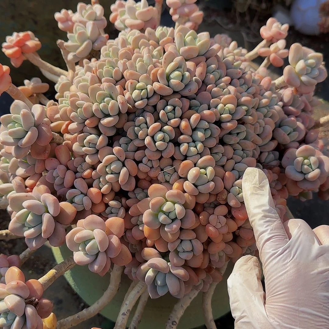 夏**央嗯的哦哦哦哦哦哦哦哦哦哦哦