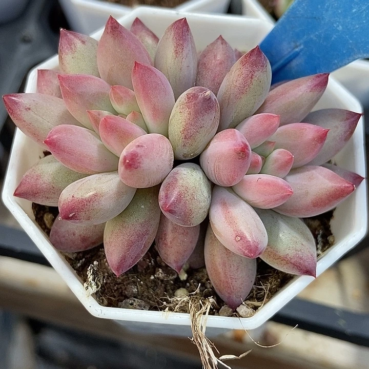 多肉植物金鱼姬035多肉