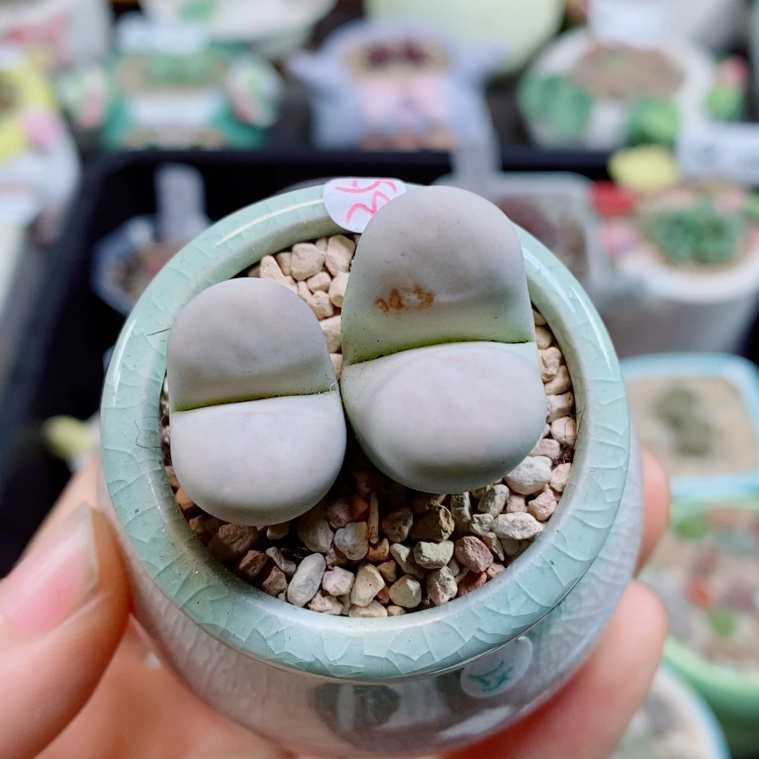 生石花花花花花花花花953