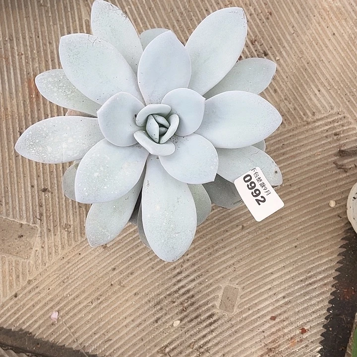 阿雅园艺。       992雪莲