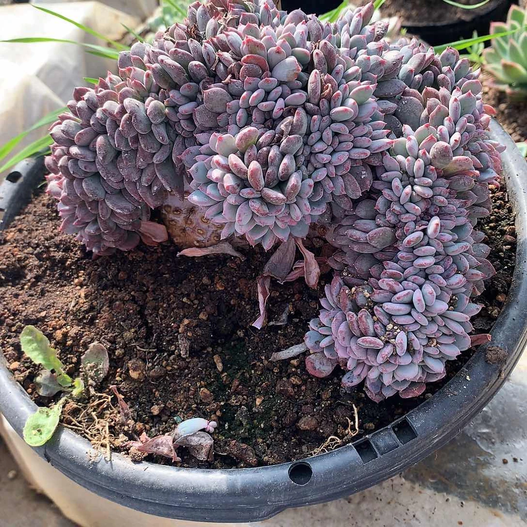 芸*妹粉珍妮缀一物一拍