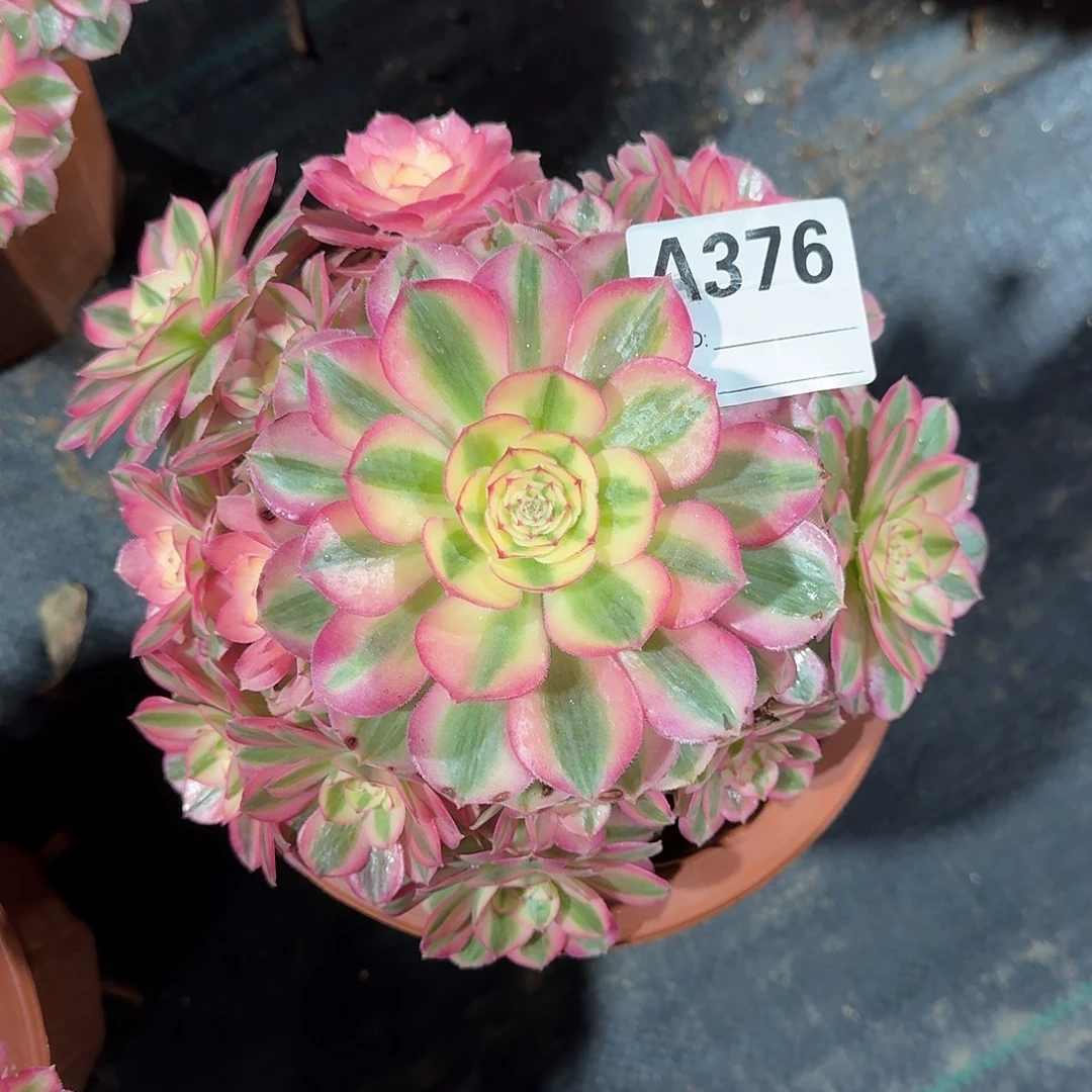 倾城多肉法师a376