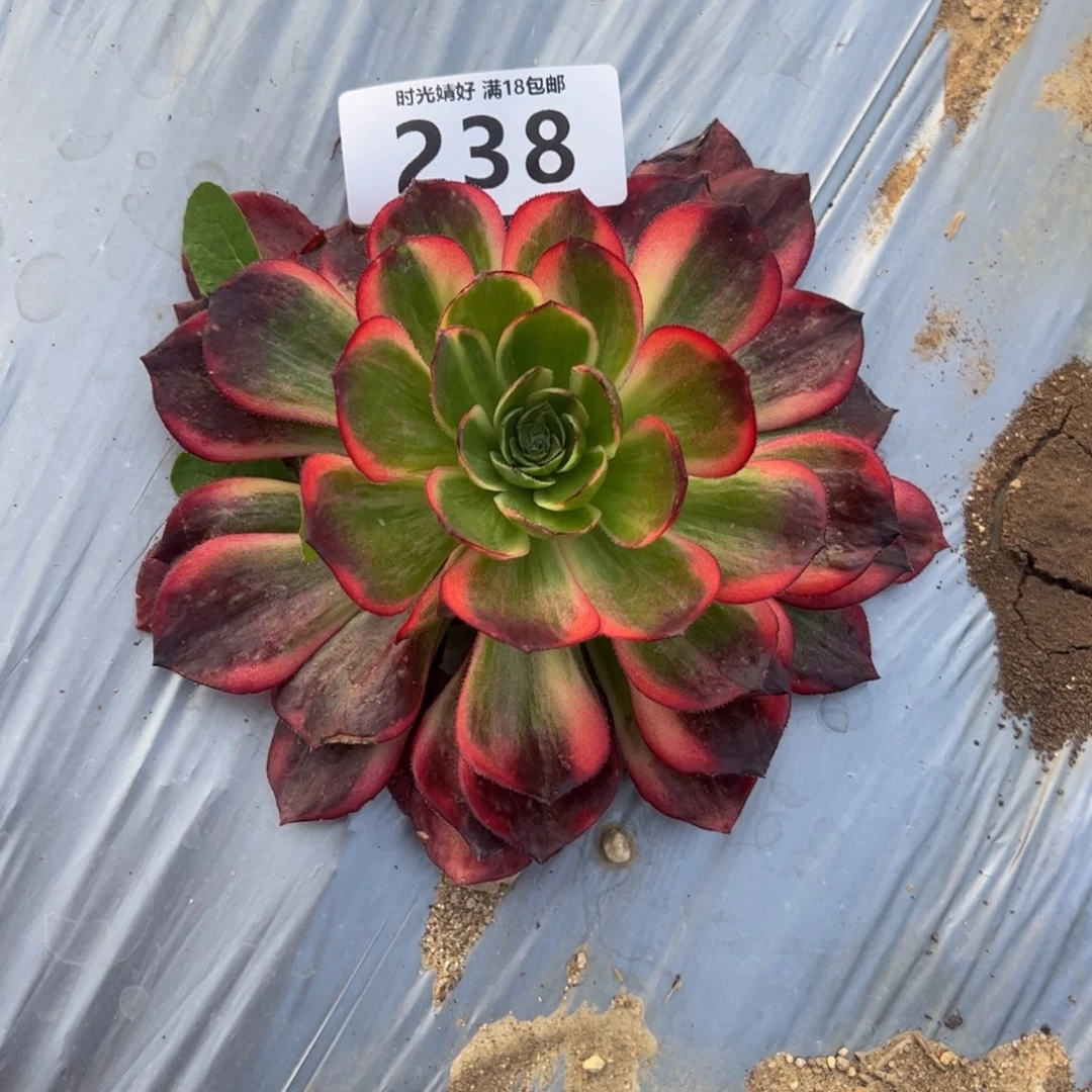 238黑魔锦多肉植物