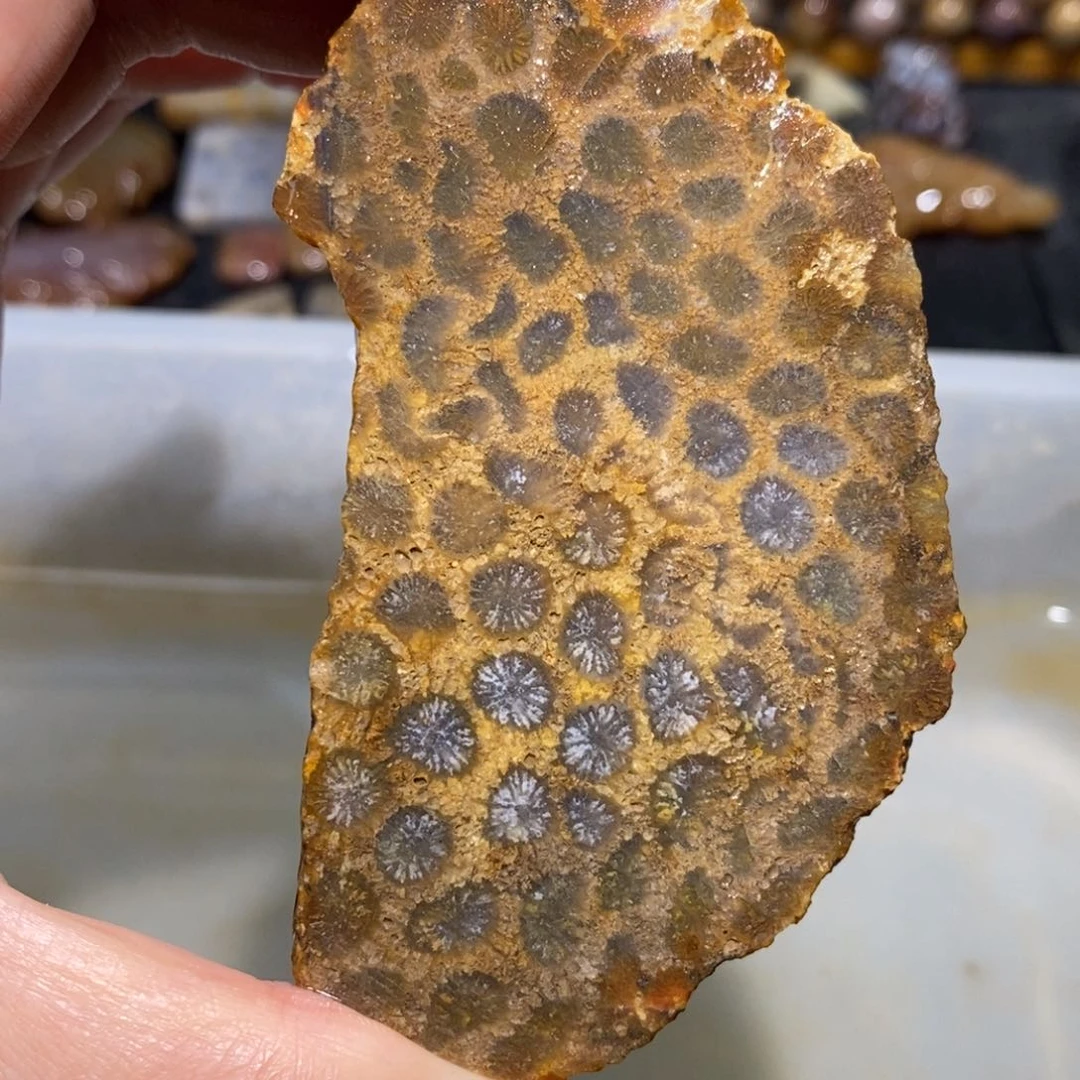 【闪购商品】硅化玉珊瑚玉未镶嵌