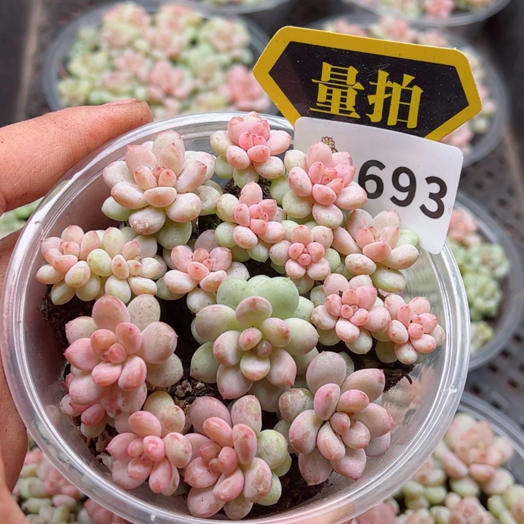 多肉植物多肉植物