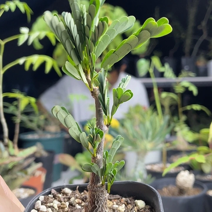 沙漠苏木多肉植物