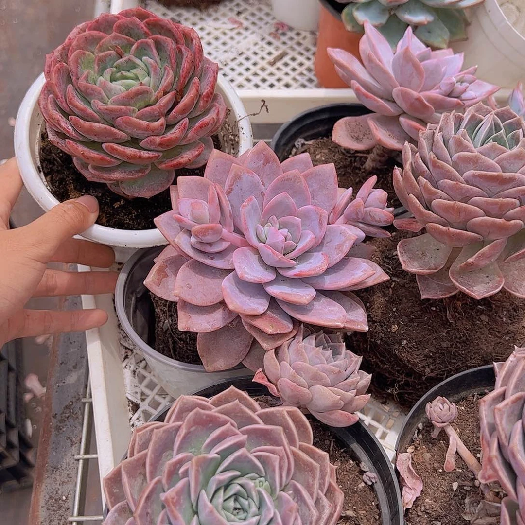 红茶大单头，原始哈利沃森，冰橙各一颗