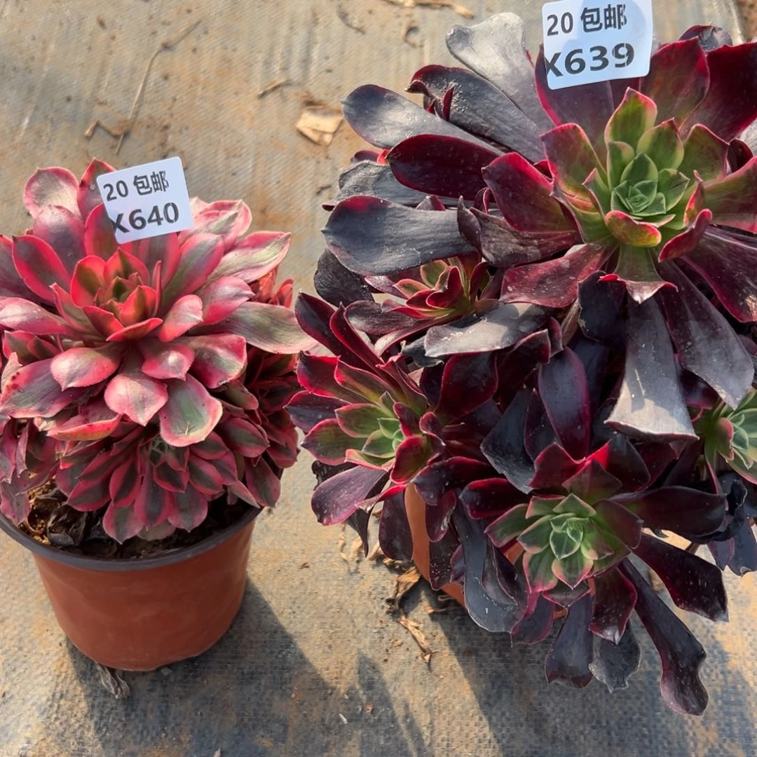 2颗组合，满20包邮