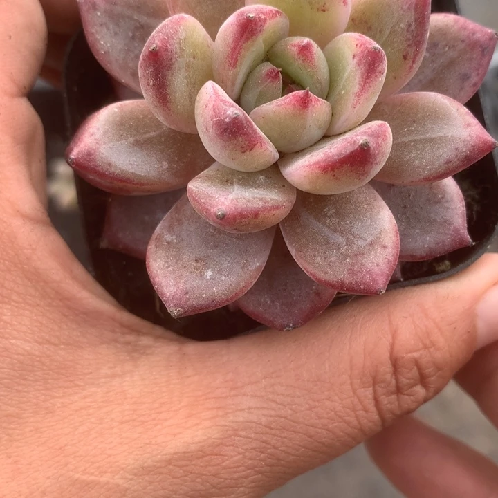 夜魔侠。（满9.99包邮不满9.99发叶子）