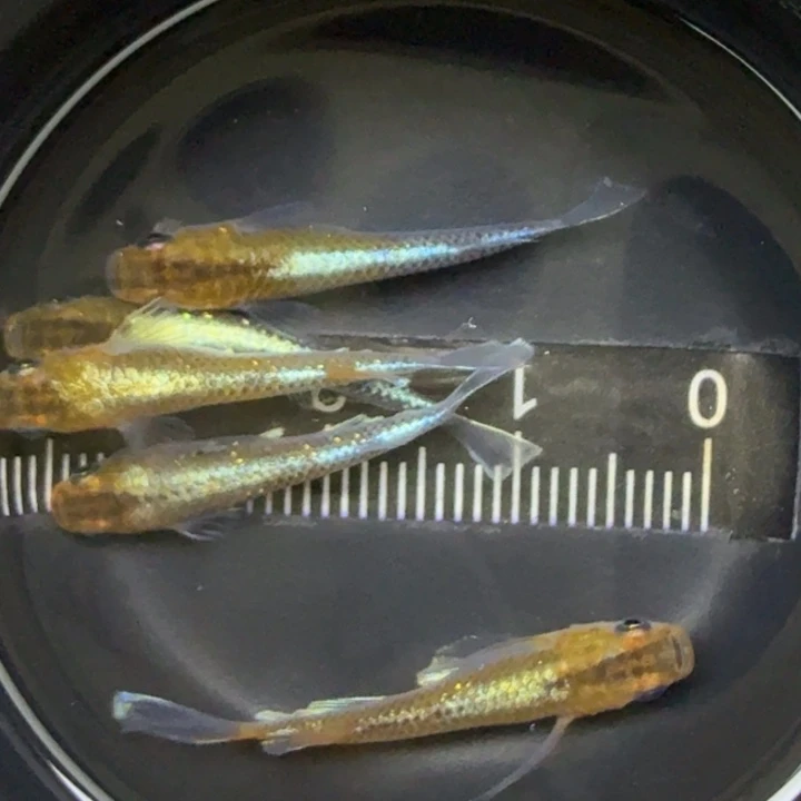 青鳉鱼青铜磷光30号