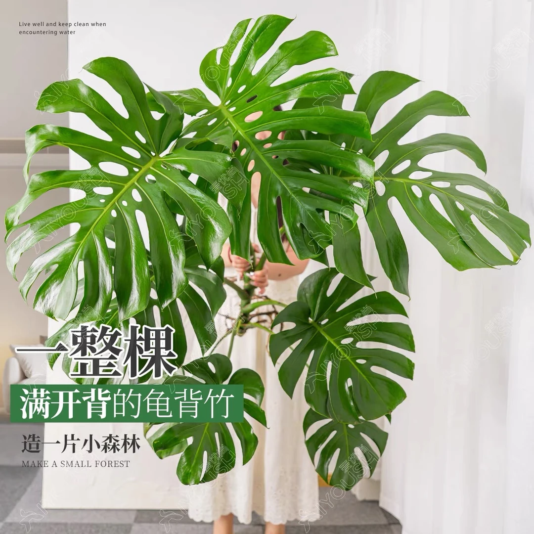 （自营）巨无霸S级独根老桩室内水培4-5叶龟背竹天花板绿植