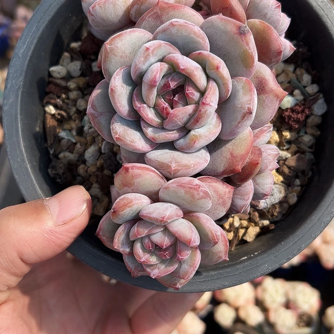 突尼思星影老桩状态好