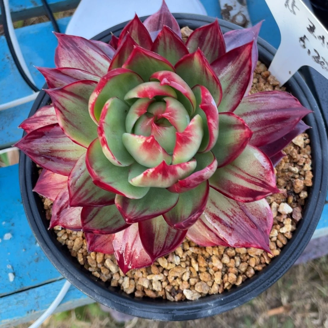 庄***庄惊鸿仙子一物一拍