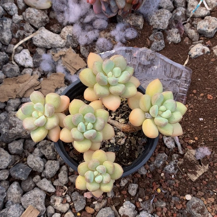 泡泡糖。
