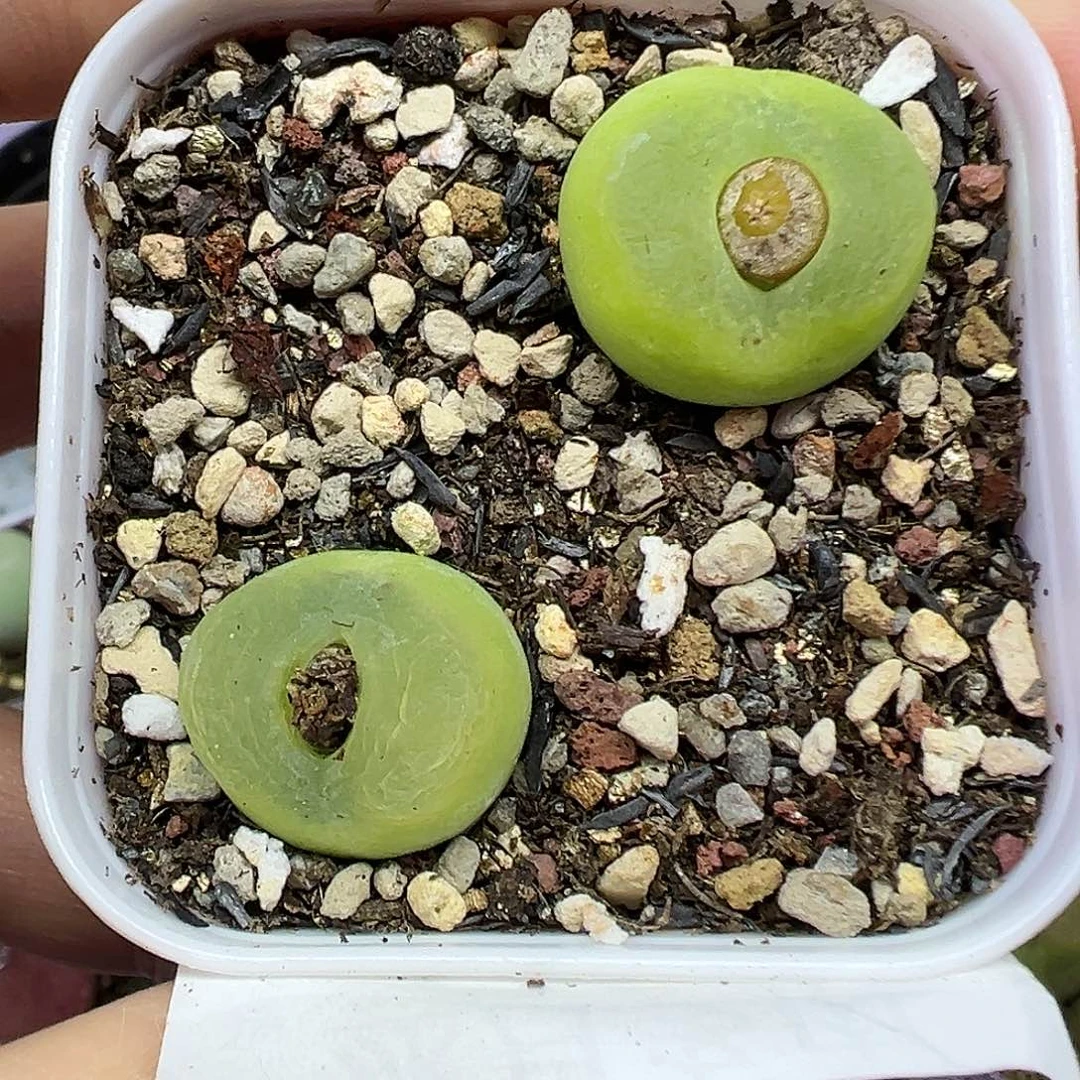 514欧泡两颗带盆土发货