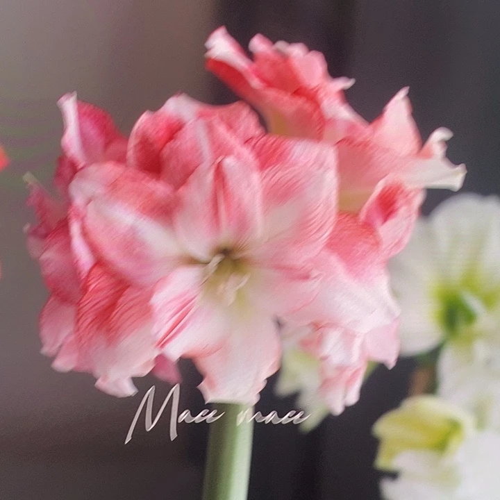 迪卡日出5厘米左右