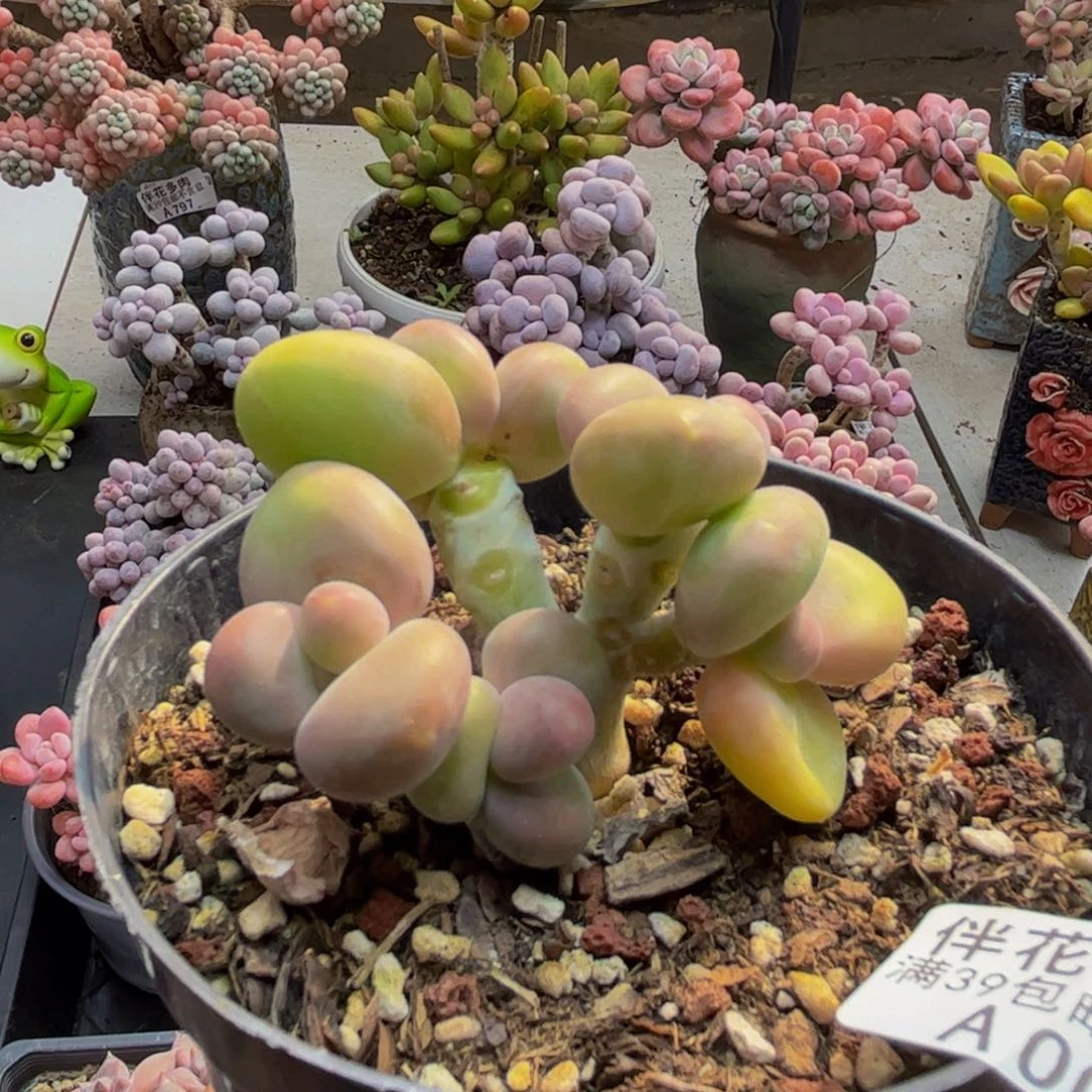 006芒果kk奶6cm多肉