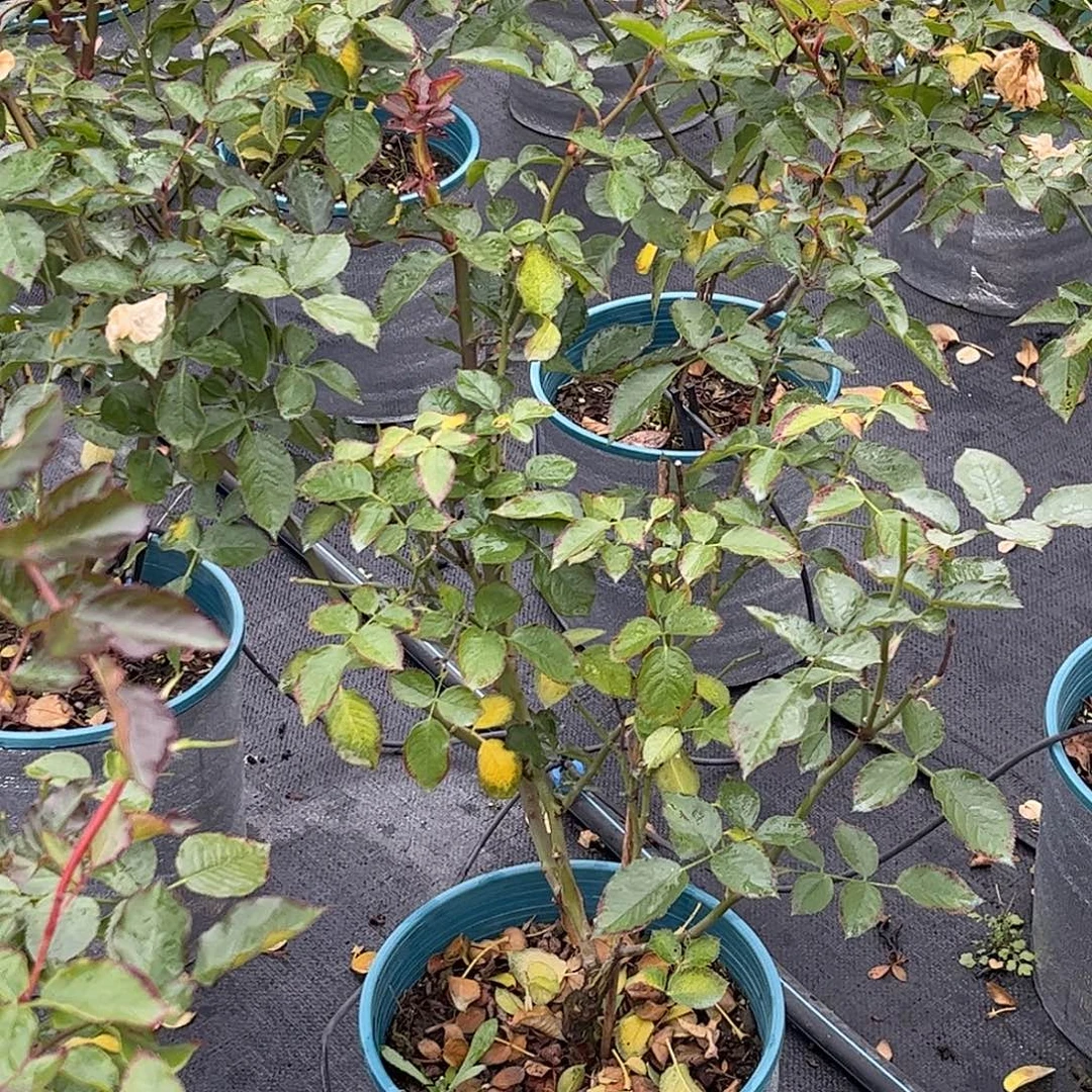 无花朵玛莎，1.8加仑土球发货